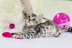 Pet Supplies 